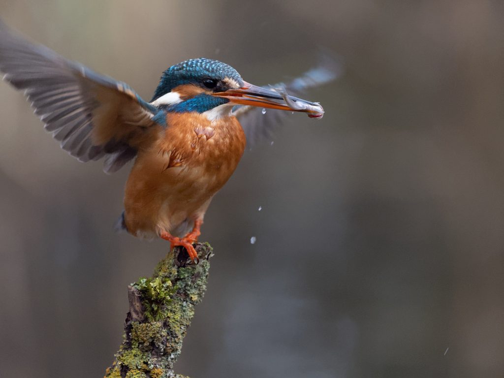 Eisvogel Kingfisher Olympus 150-400mm TC 1.25 und M1X