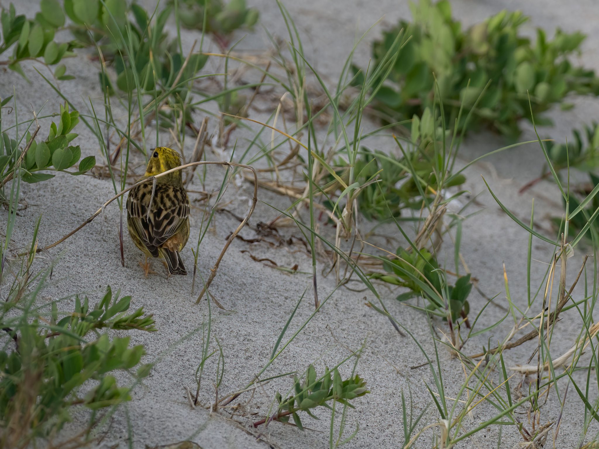 Goldhammer am Weststrand Zingst