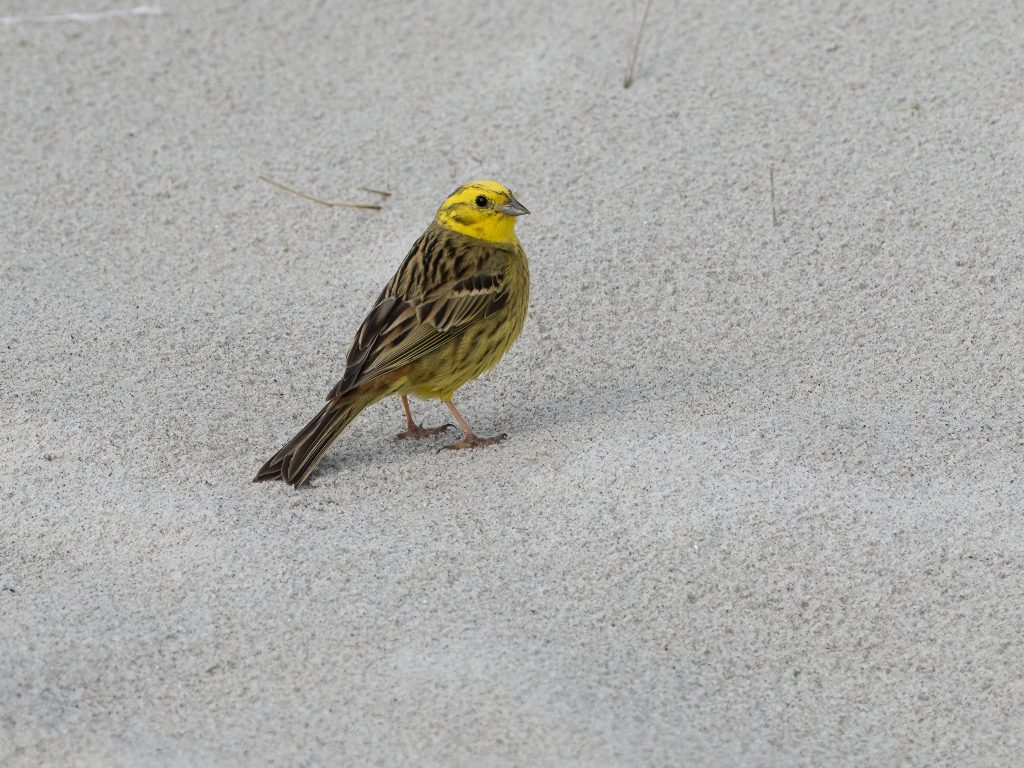 Goldhammer am Weststrand Zingst