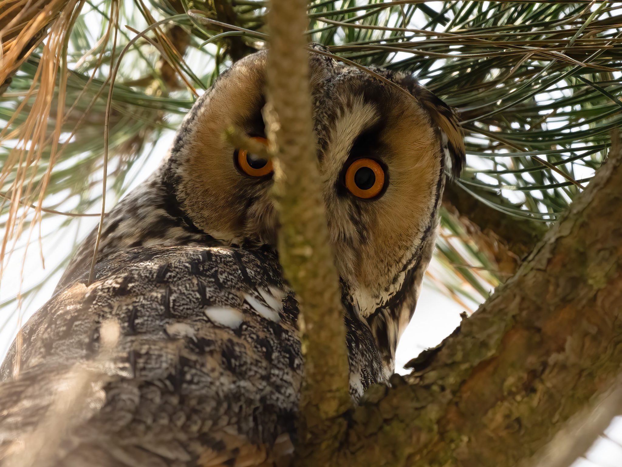 Waldohreule auf der Insel Neuwerk nahe Nationalpark Haus Jordsand e.V