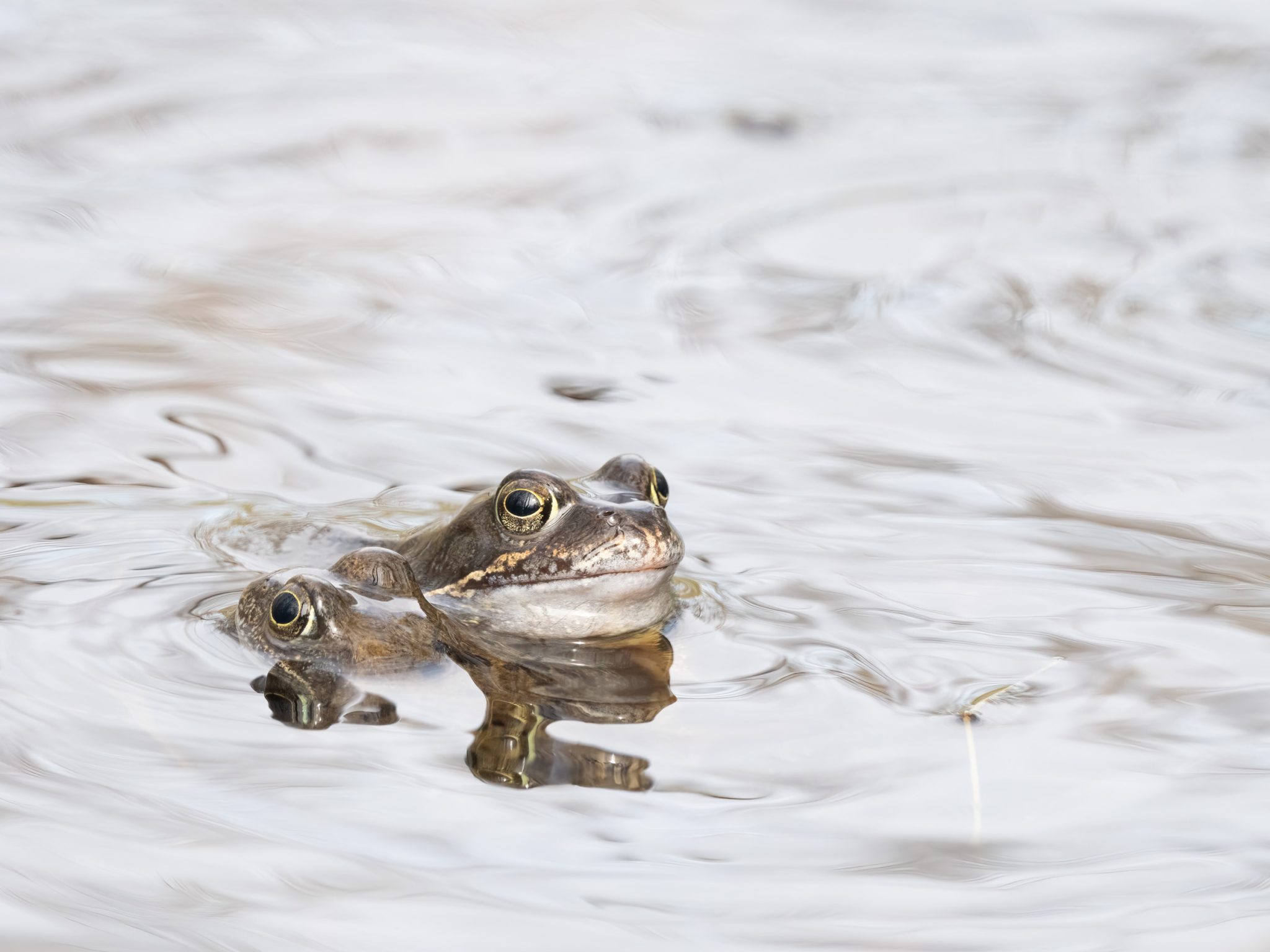 Grasfrosch Insel Neuwerk (Nordsee)