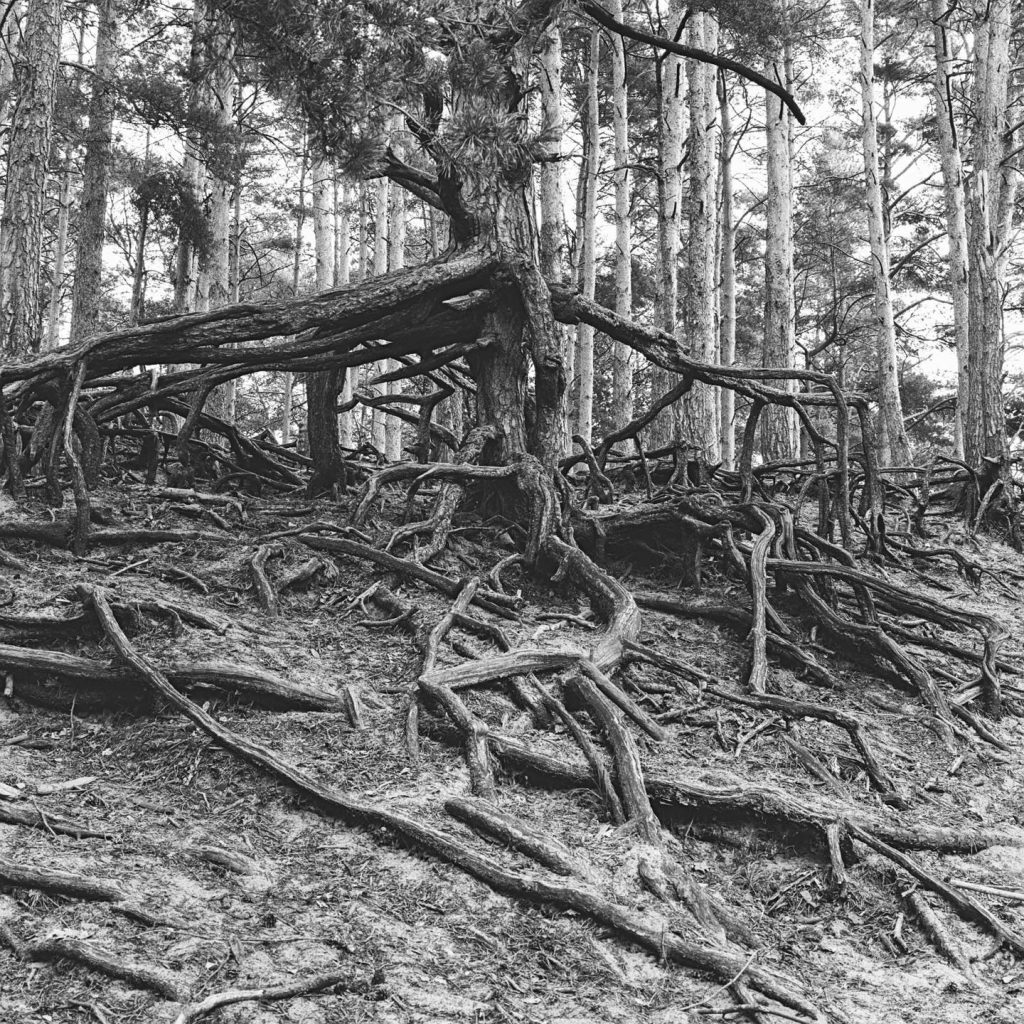 Alter Baum in Niedersachsen Rolleiflex 6008
