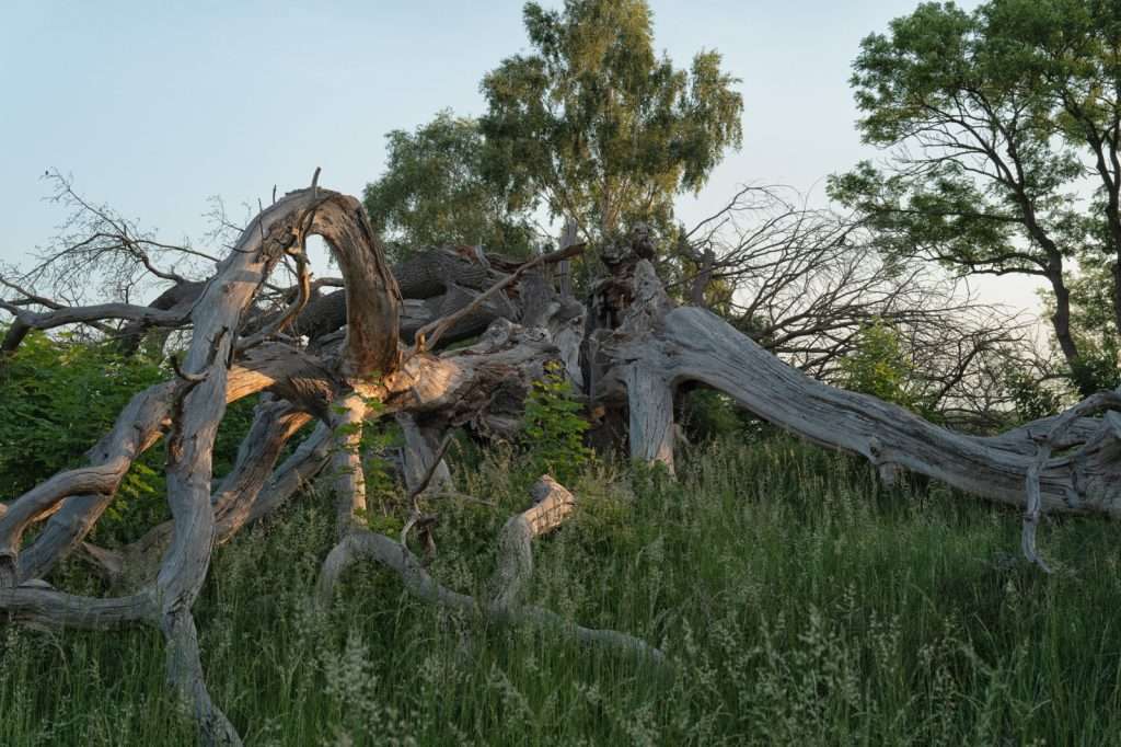 1000 jährige Eiche auf Usedom