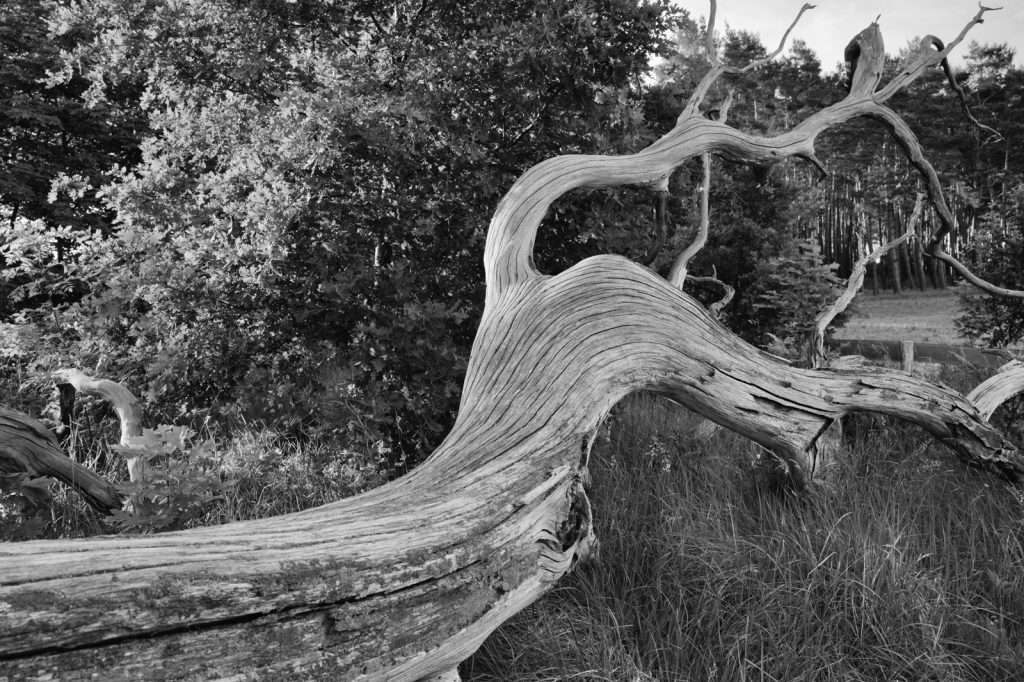1000 jährige Eiche auf Usedom