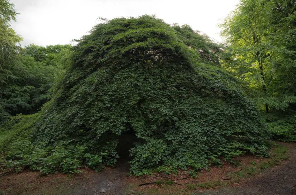 Eingang zum "Hexenwald"