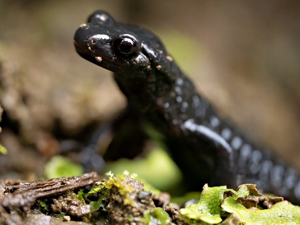 Alpensalamander Breitachklamm