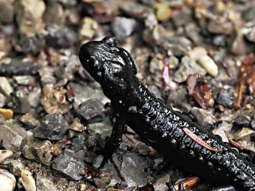 Alpensalamander Breitachklamm