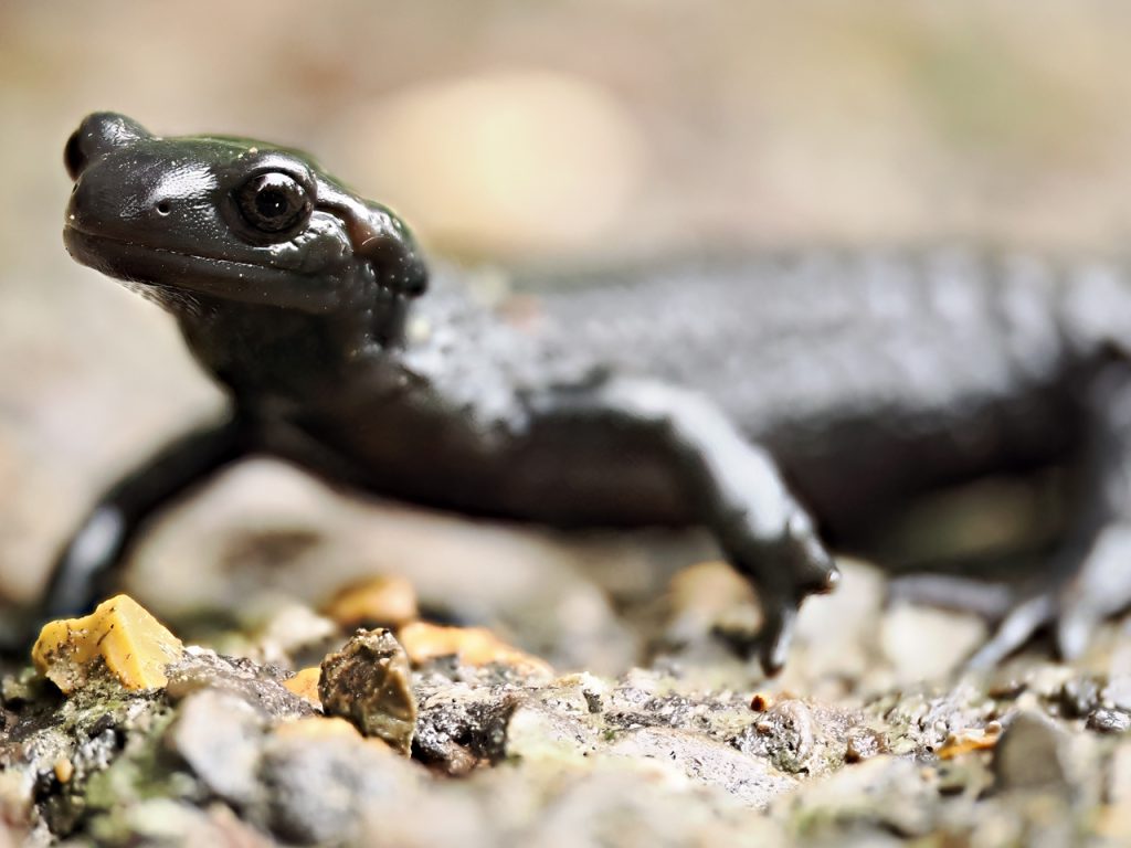 Alpensalamander Breitachklamm