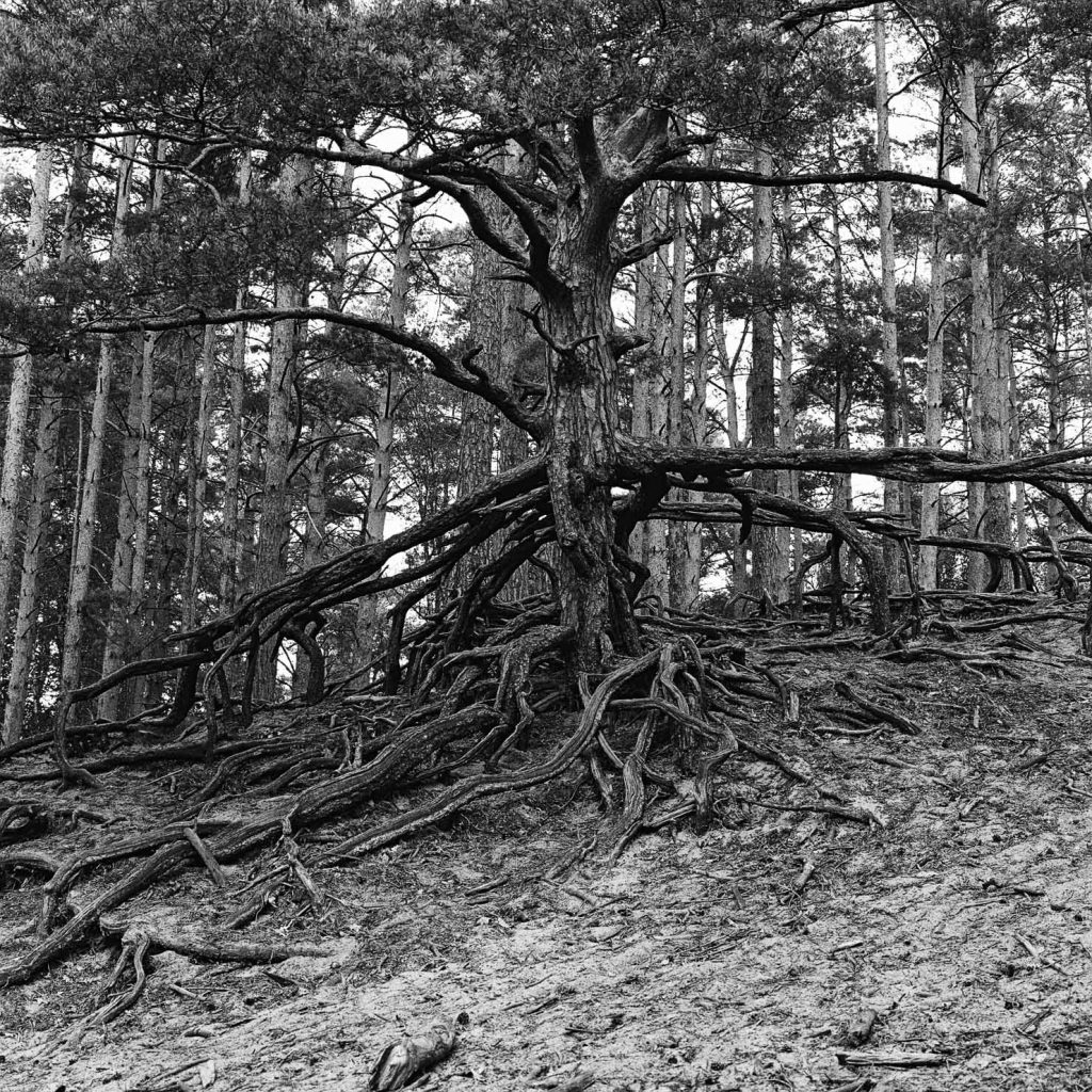 Schindereiche Gifhorn Heide
