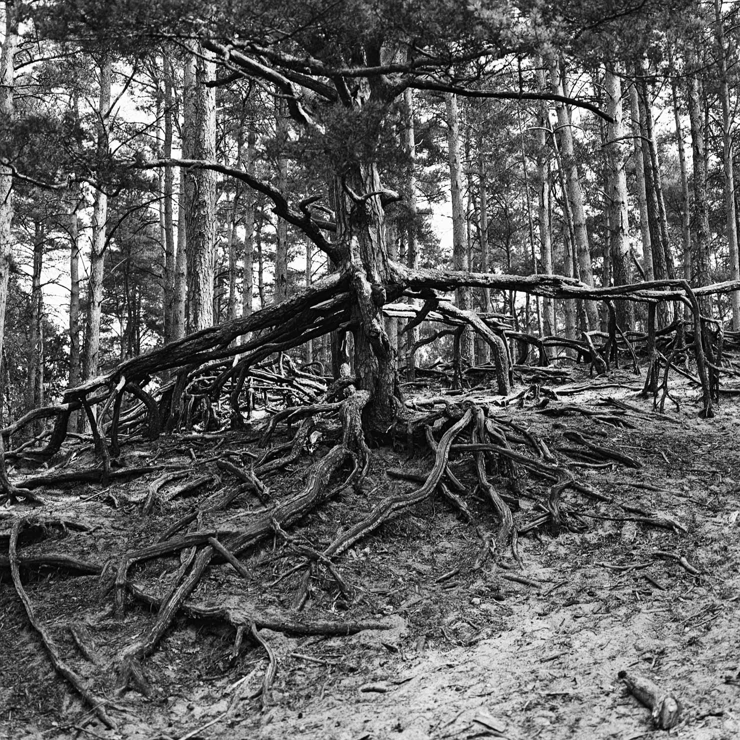 Schindereiche bei Gifhorn