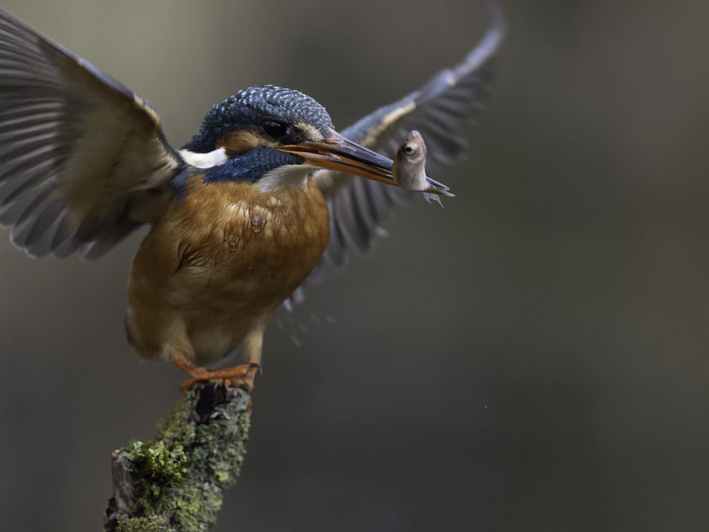 Eisvogel beim Fischfang Ansitz