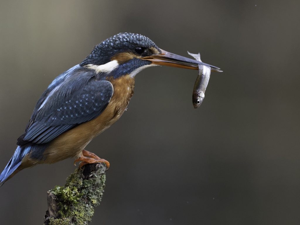 Eisvogel beim Fischfang Ansitz
