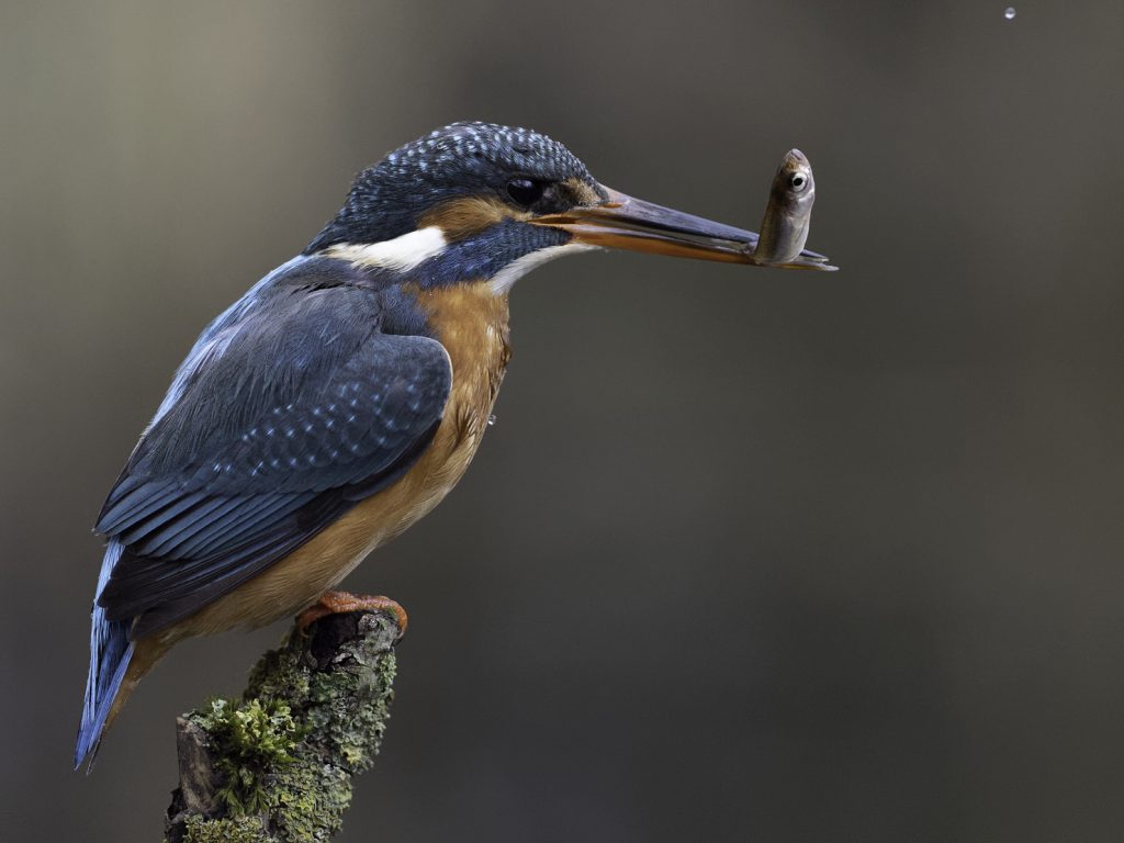 Eisvogel beim Fischfang Ansitz