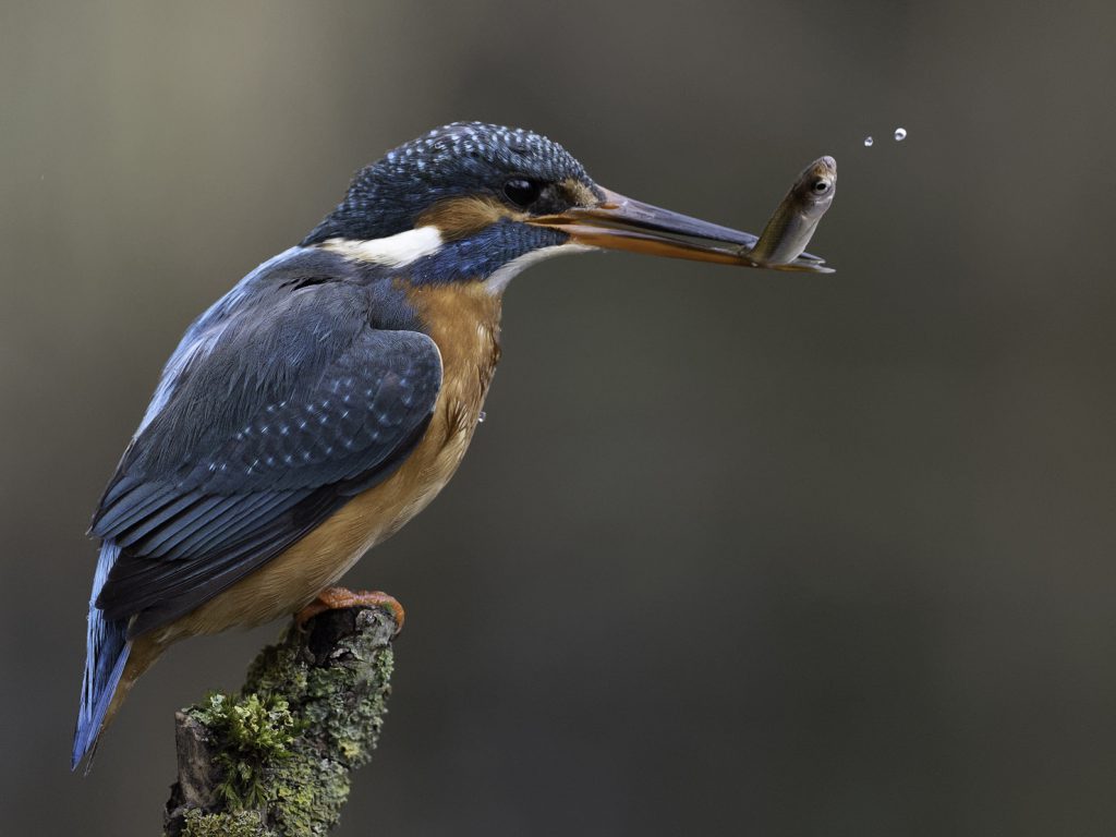 Eisvogel beim Fischfang Ansitz
