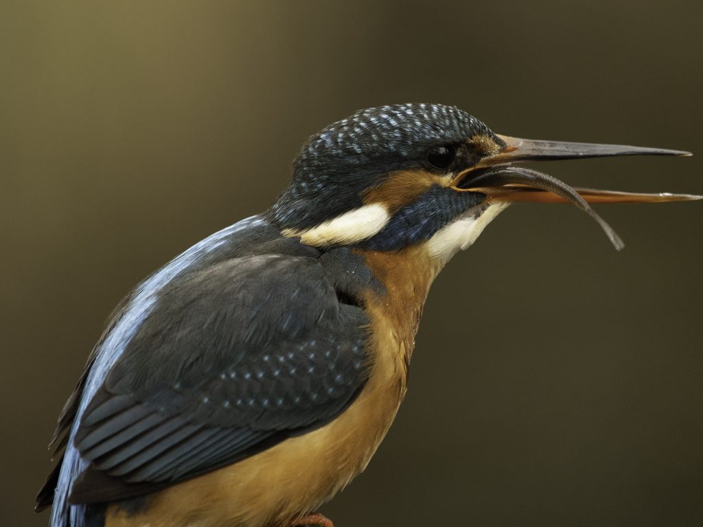 Eisvogel beim Fischfang Ansitz