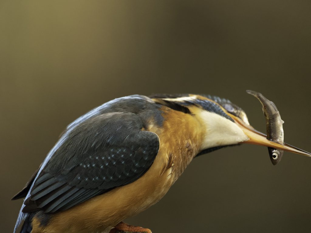 Eisvogel beim Fischfang Ansitz