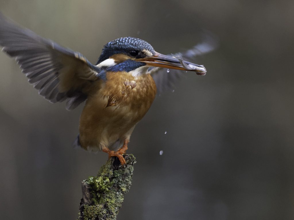Eisvogel beim Fischfang Ansitz