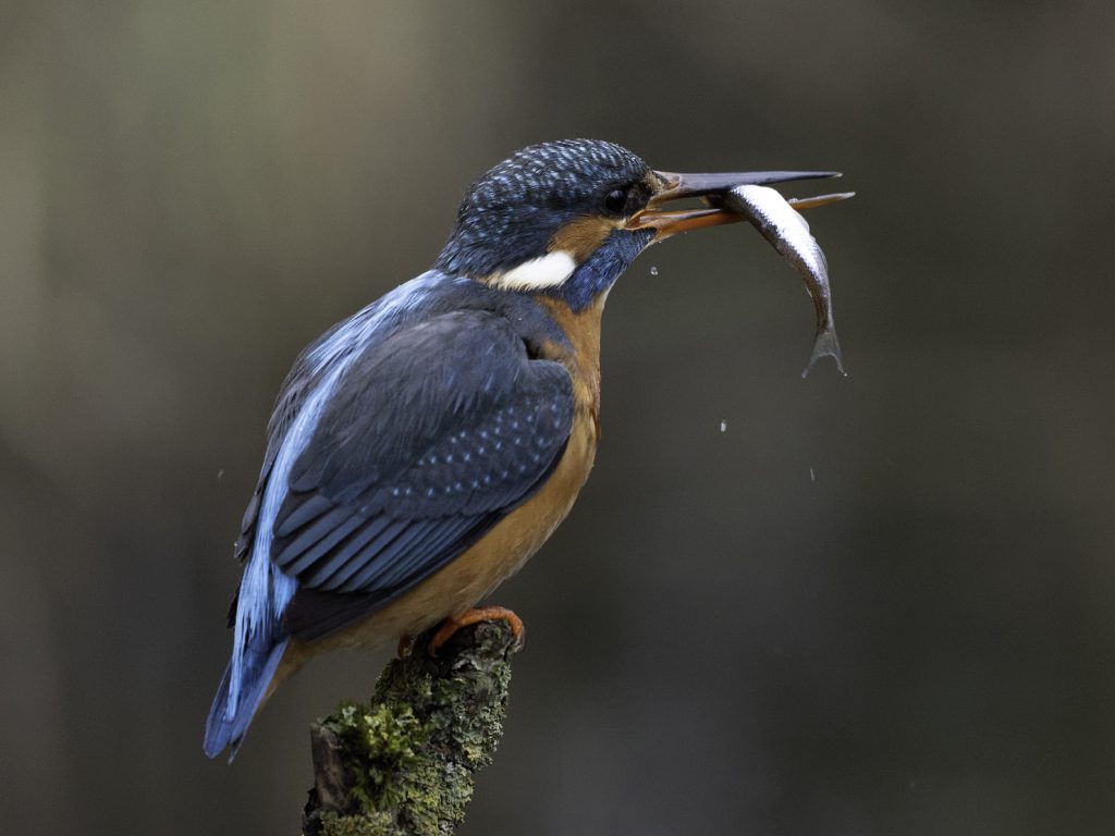 Eisvogel beim Fischfang Ansitz