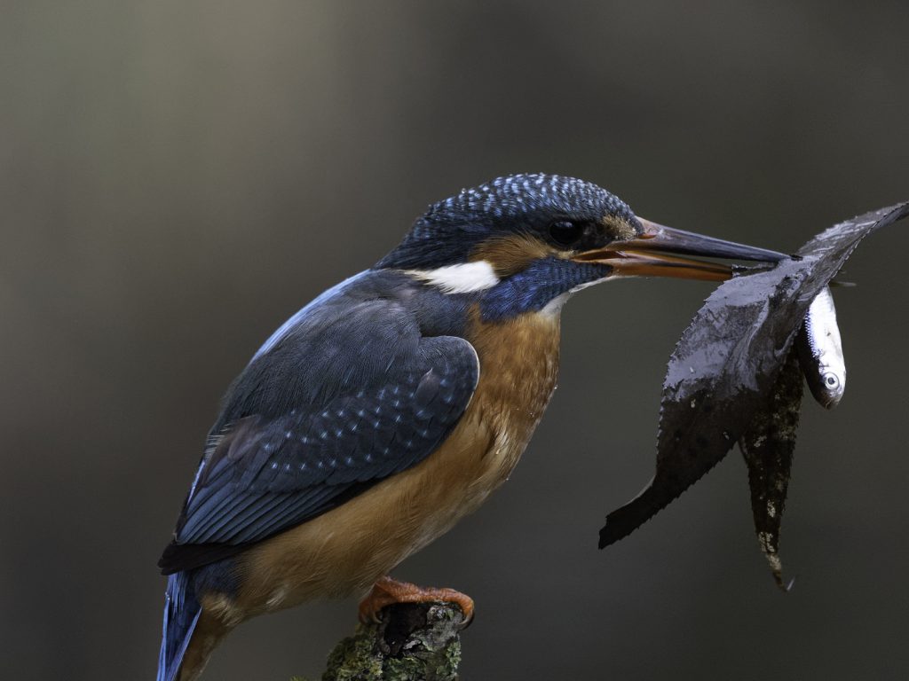 Eisvogel beim Fischfang Ansitz