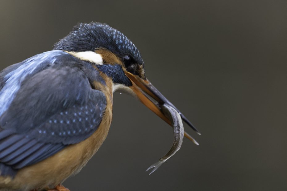 Eisvogel beim Fischfang Ansitz