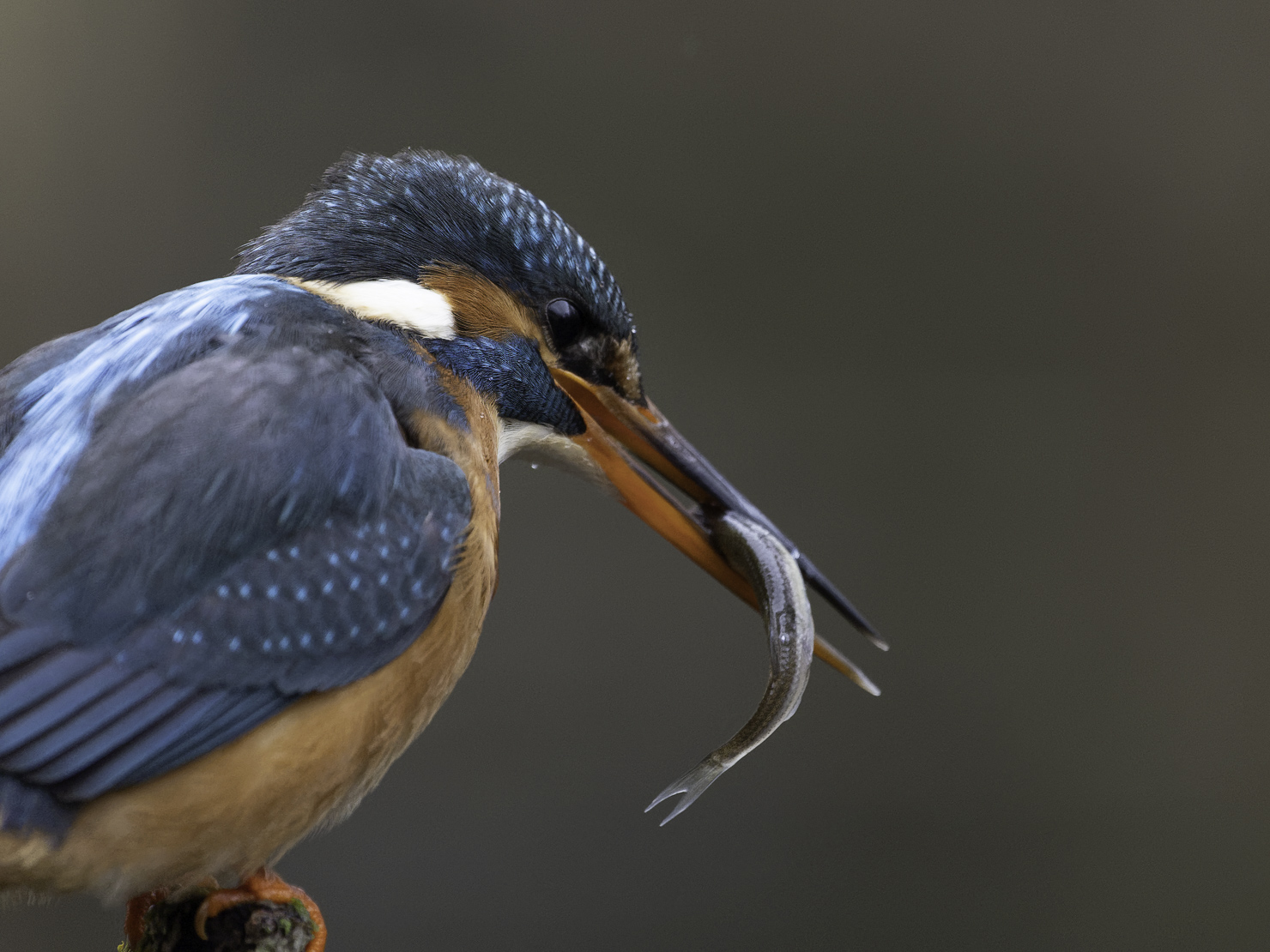 Eisvogel