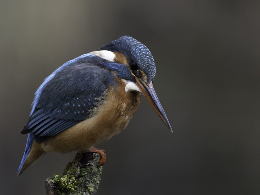 Eisvogel beim Fischfang Ansitz