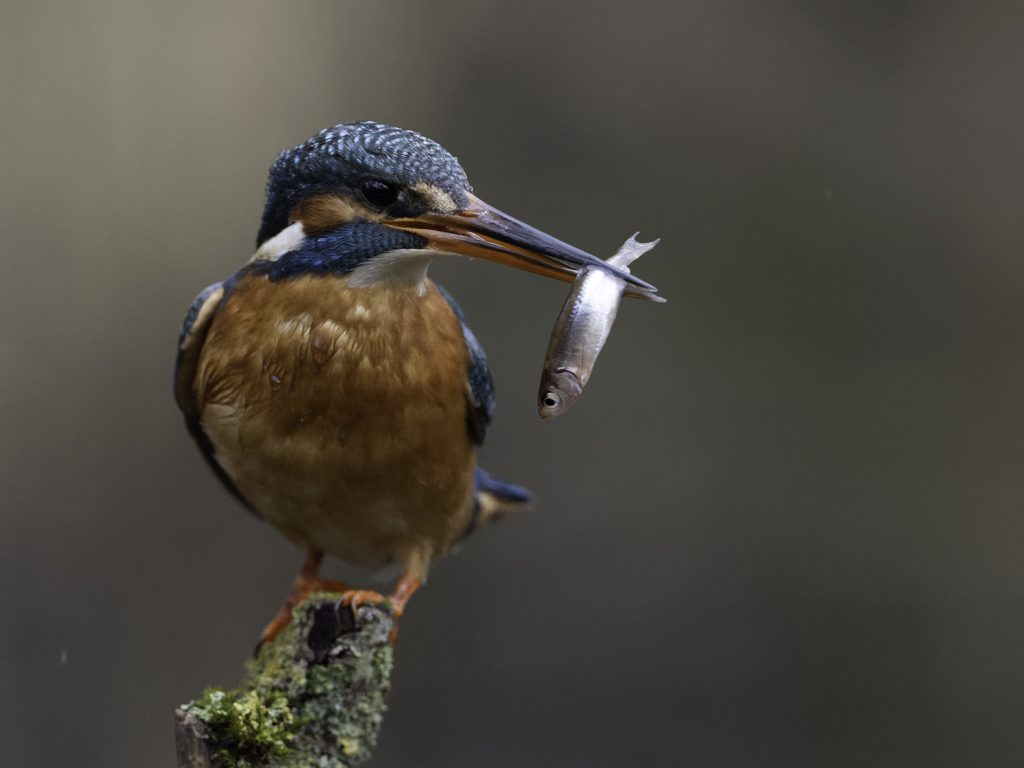 Eisvogel beim Fischfang Ansitz