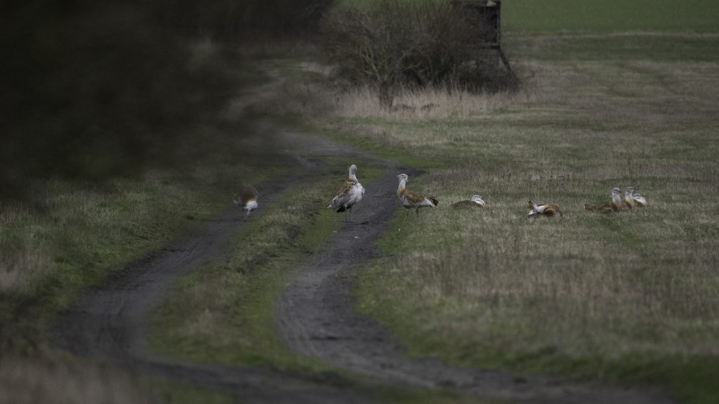 Biosphärenreservat Schorfheide-Chorin Großtrappe
