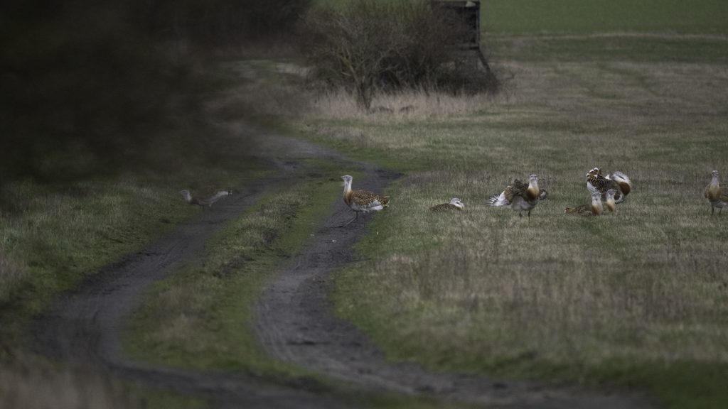 Biosphärenreservat Schorfheide-Chorin Großtrappe