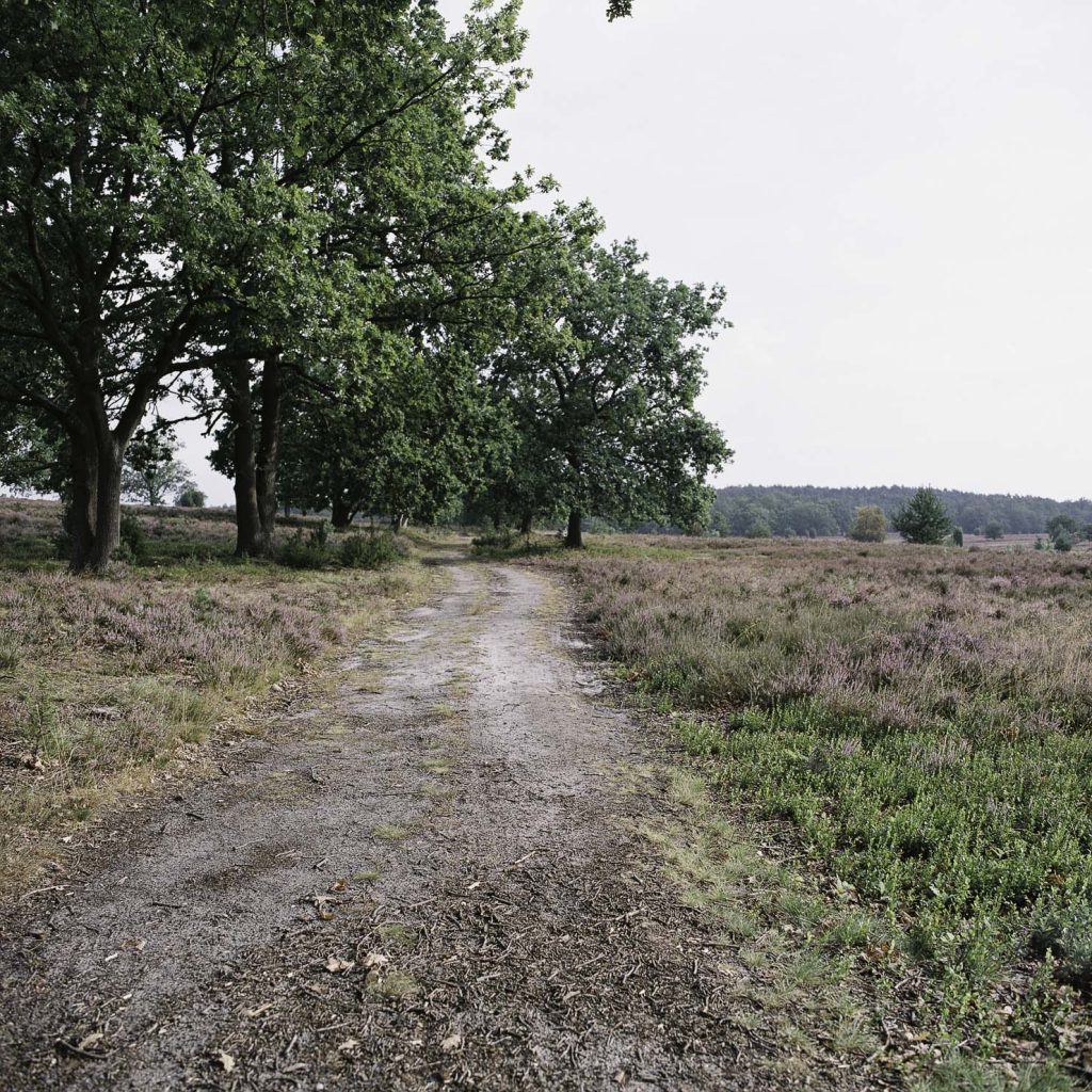 Lüneburger Heide