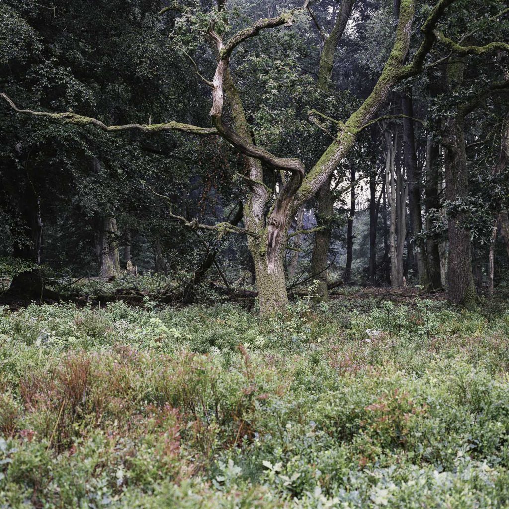 Lüneburger Heide