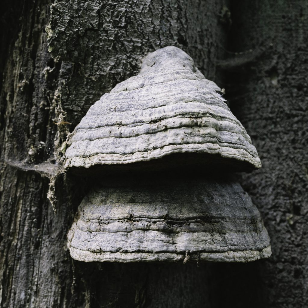 Lüneburger Heide