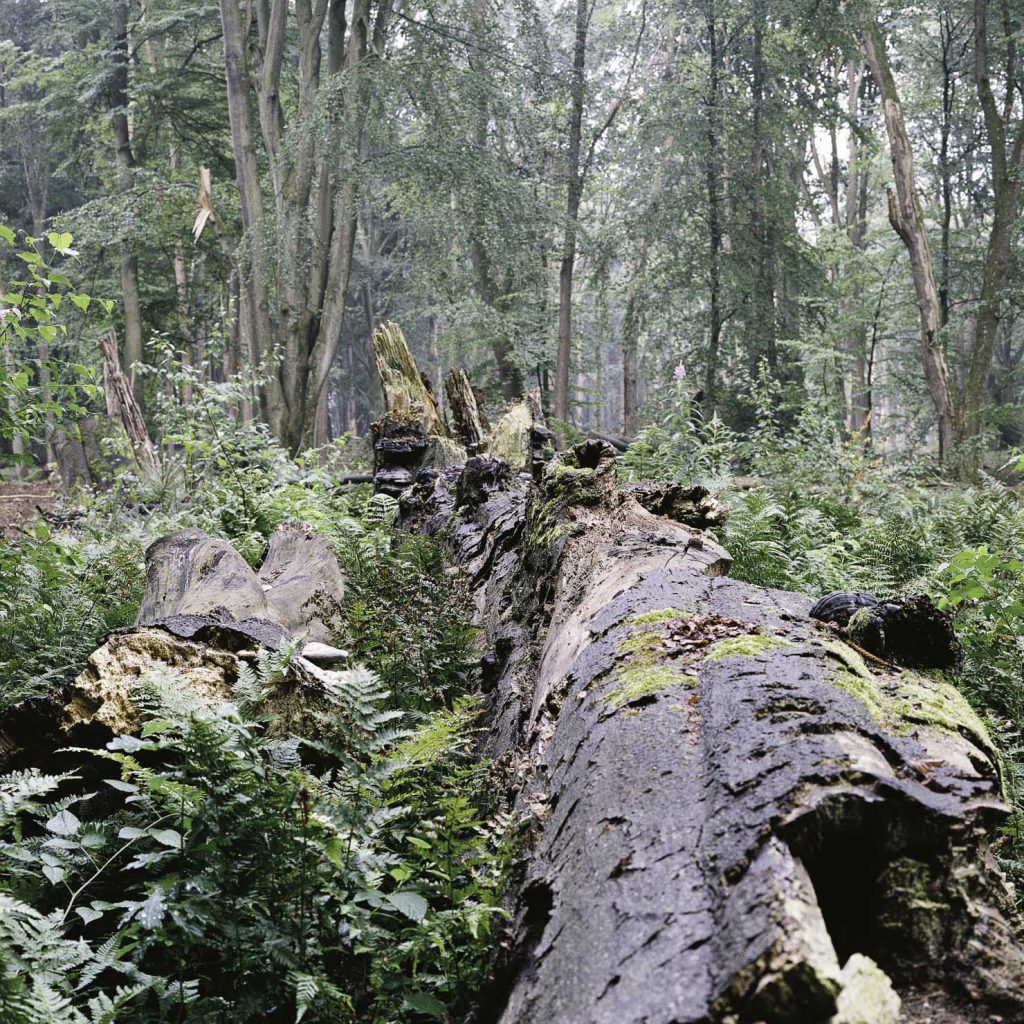 Lüneburger Heide