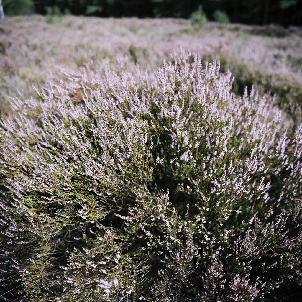 Lüneburger Heide
