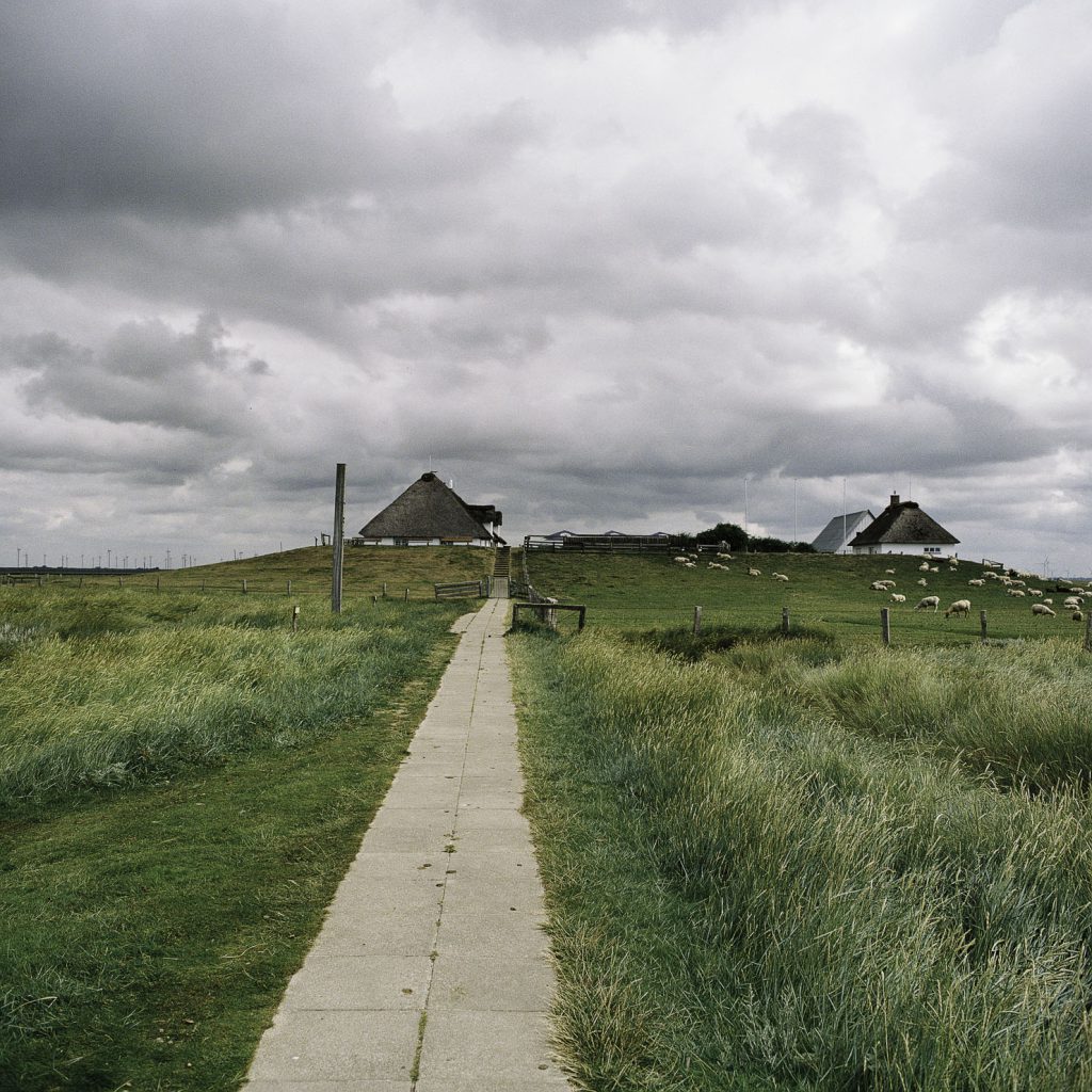 Hamburger Hallig Heide