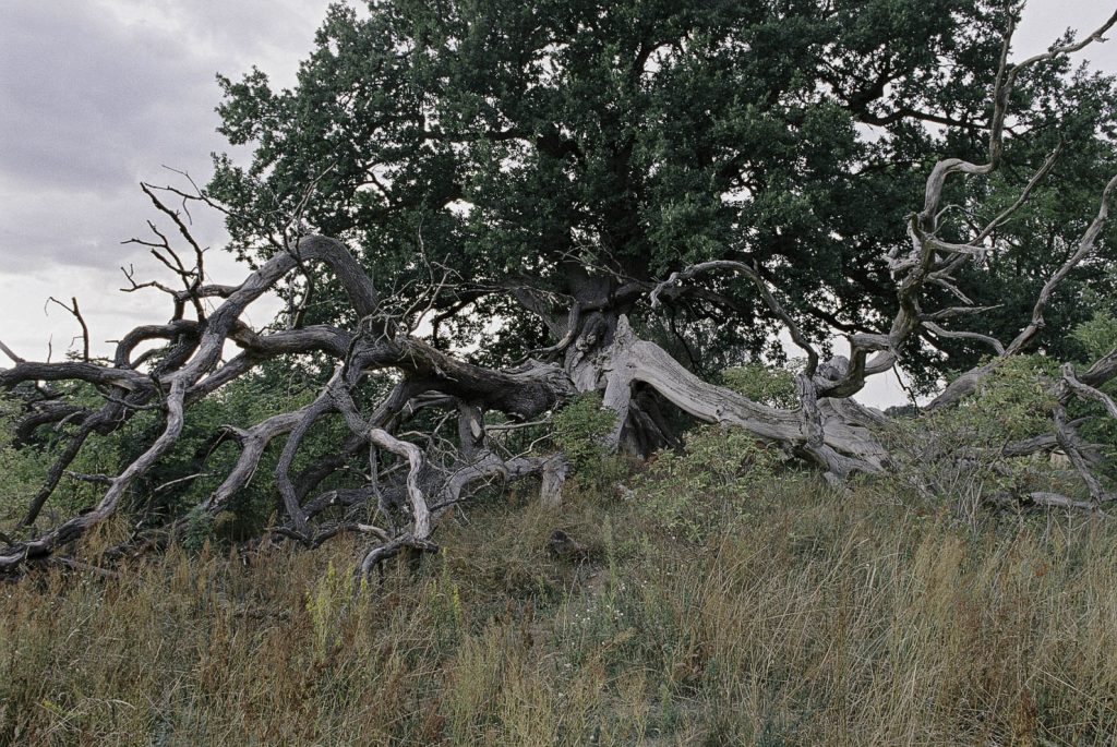 Lüneburger Heide