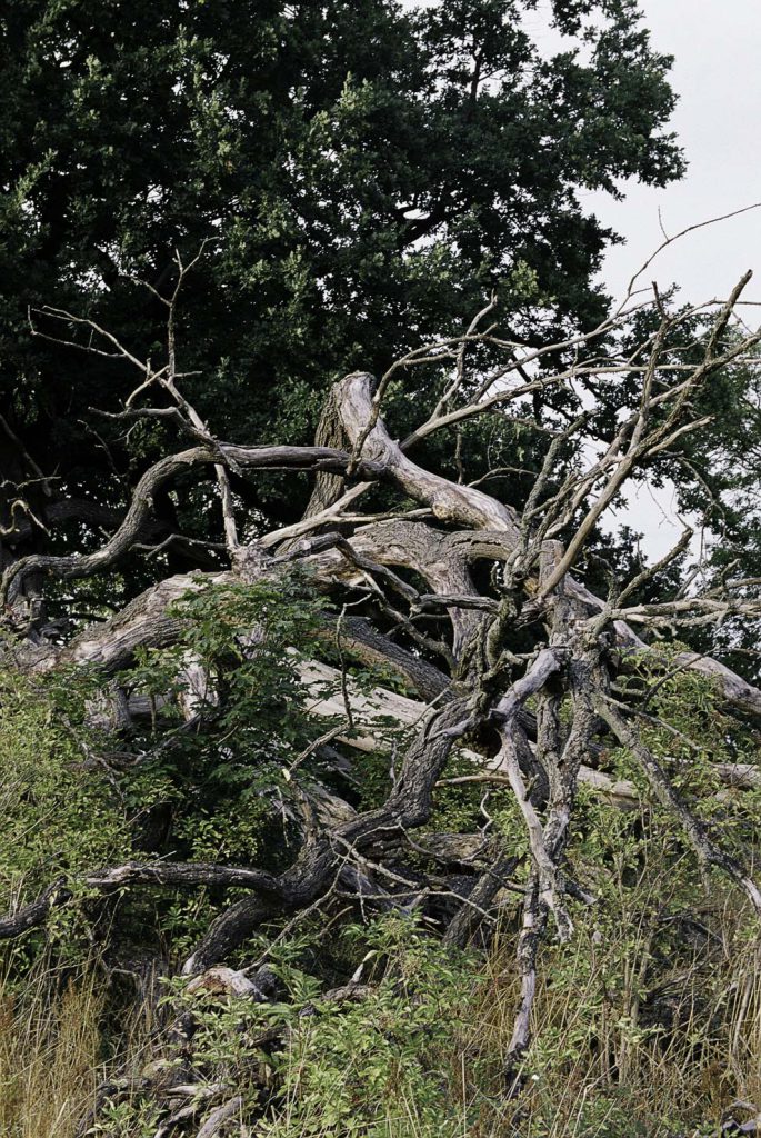Lüneburger Heide