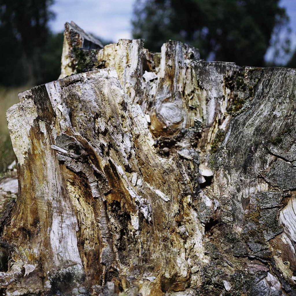 Lüneburger Heide