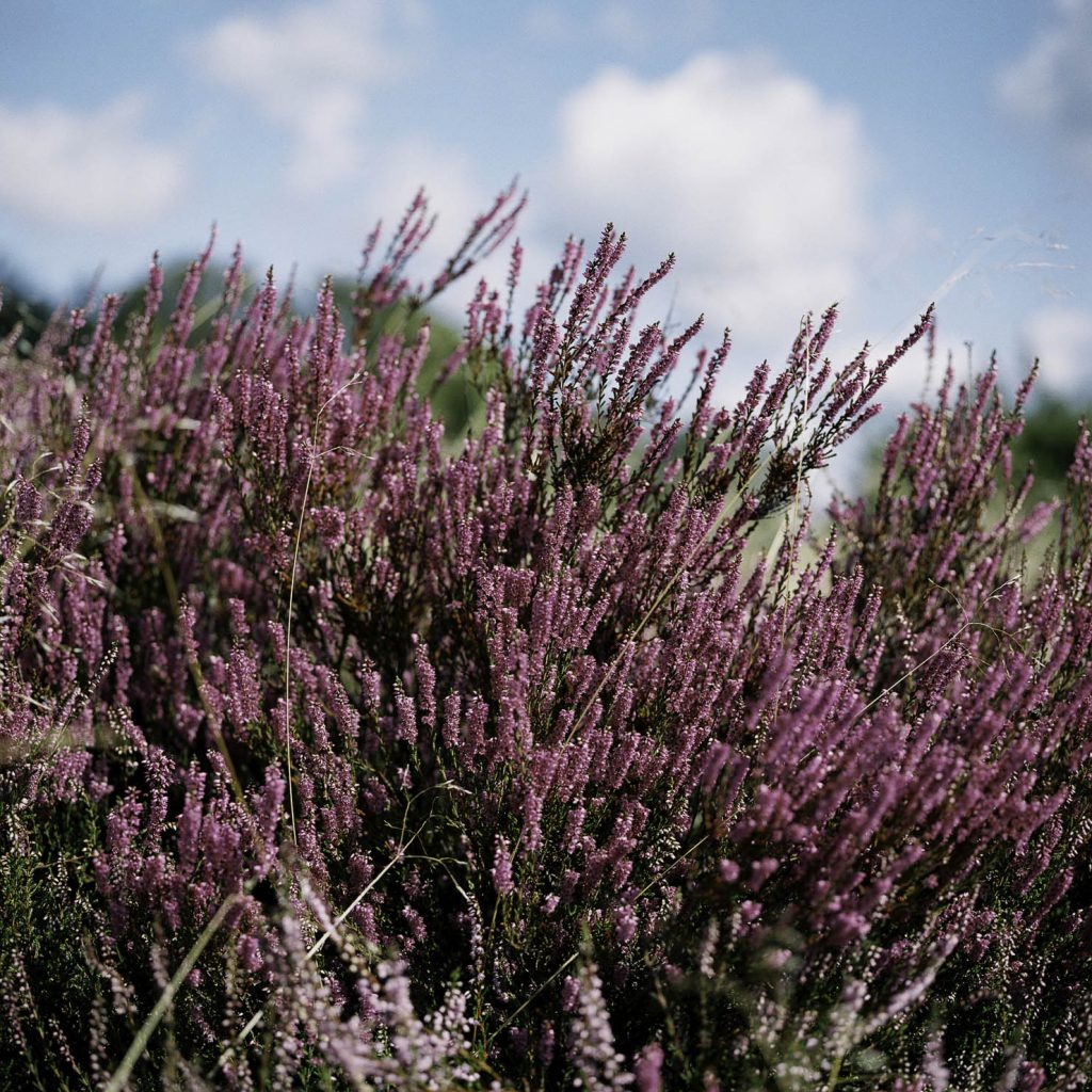 Lüneburger Heide