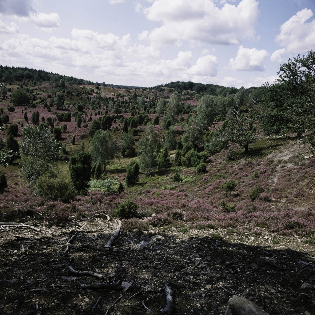 Lüneburger Heide