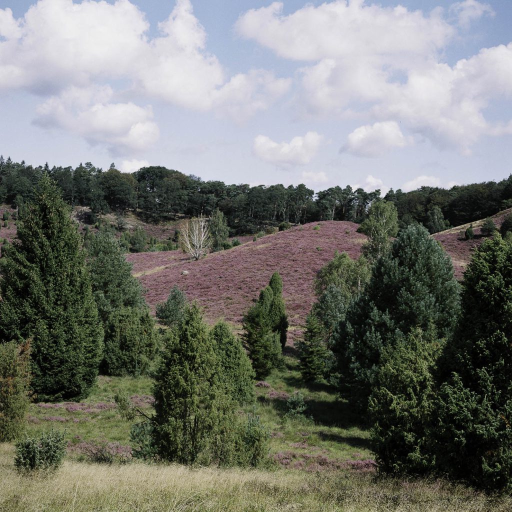 Lüneburger Heide