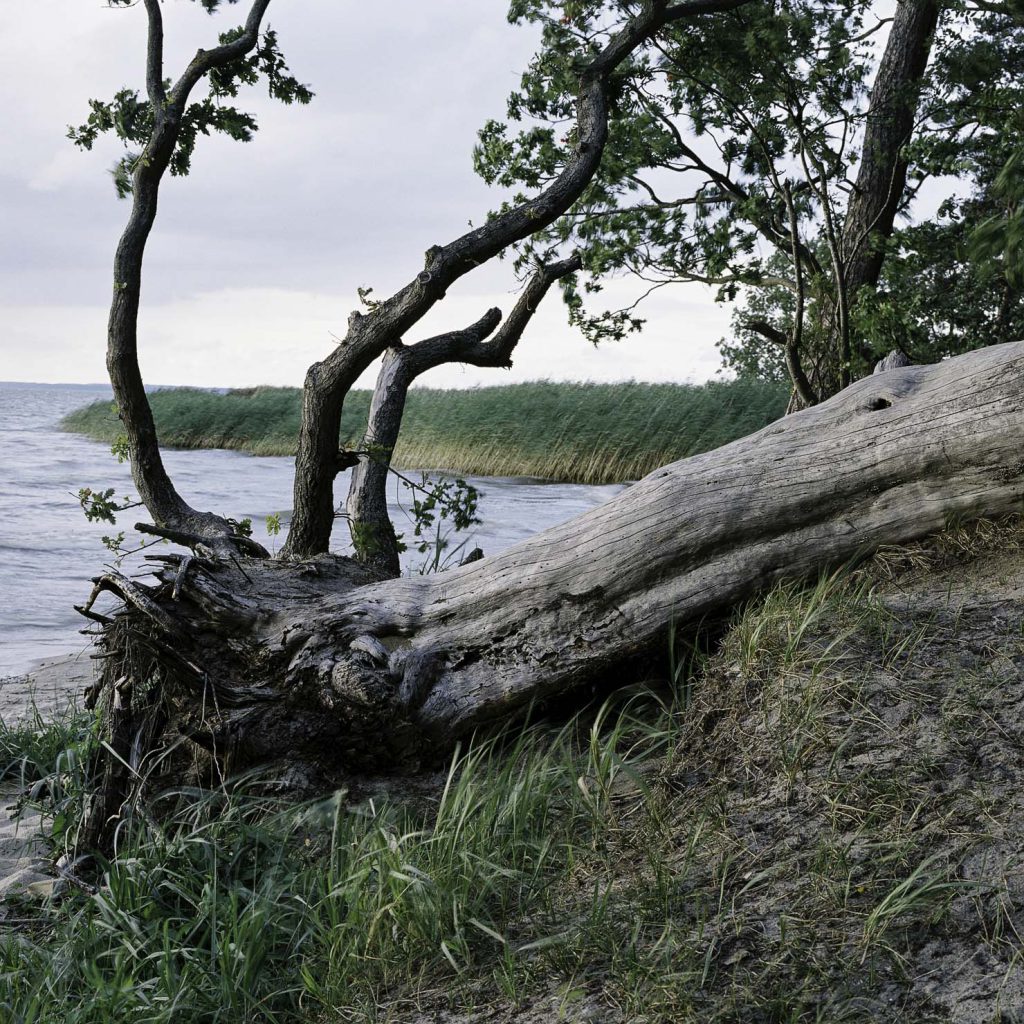 Lüneburger Heide