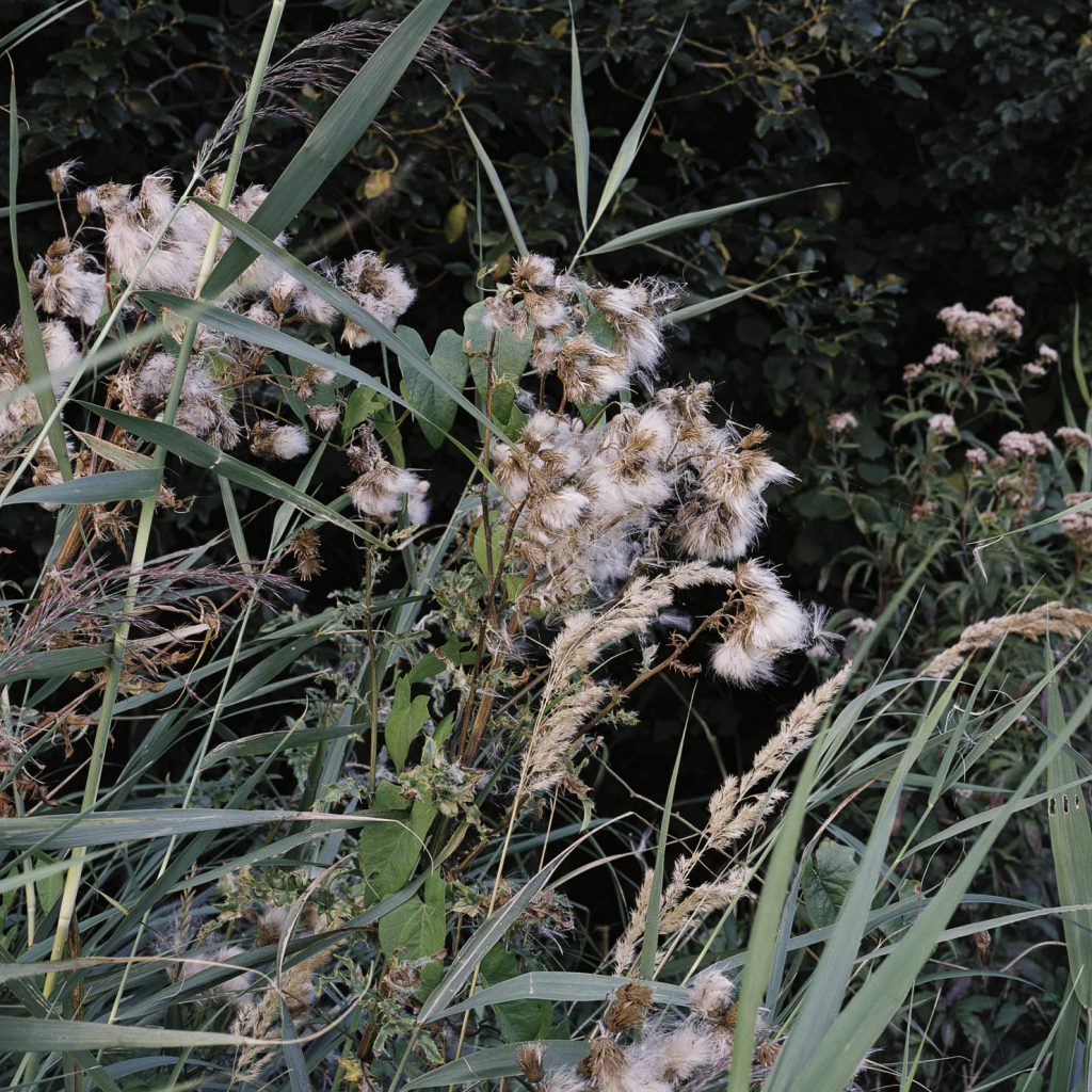 Lüneburger Heide