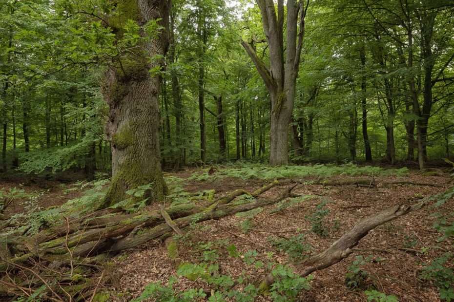 Serrahn Nationalpark Müritz