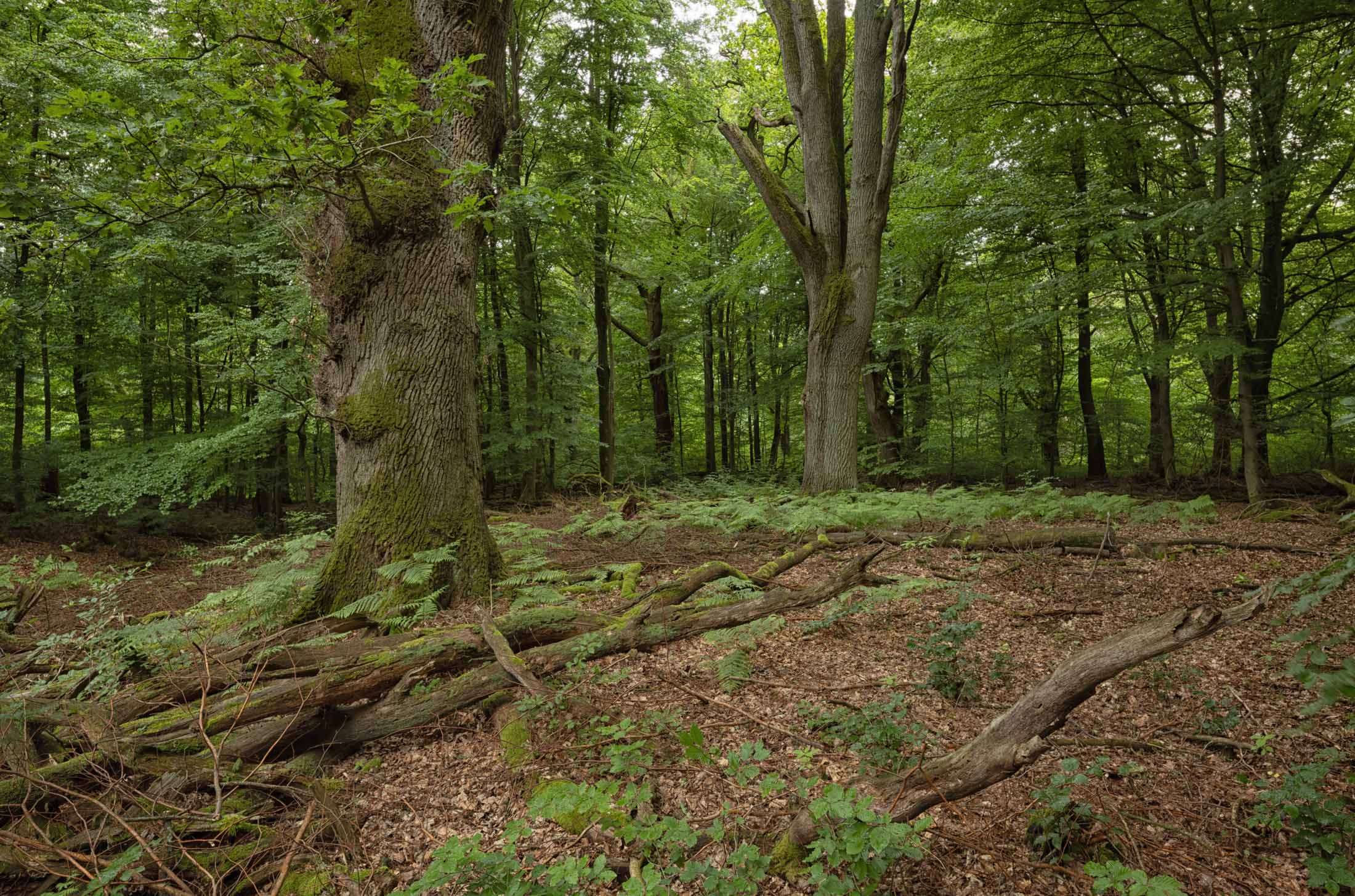 Serrahn im Müritz-Nationalpark