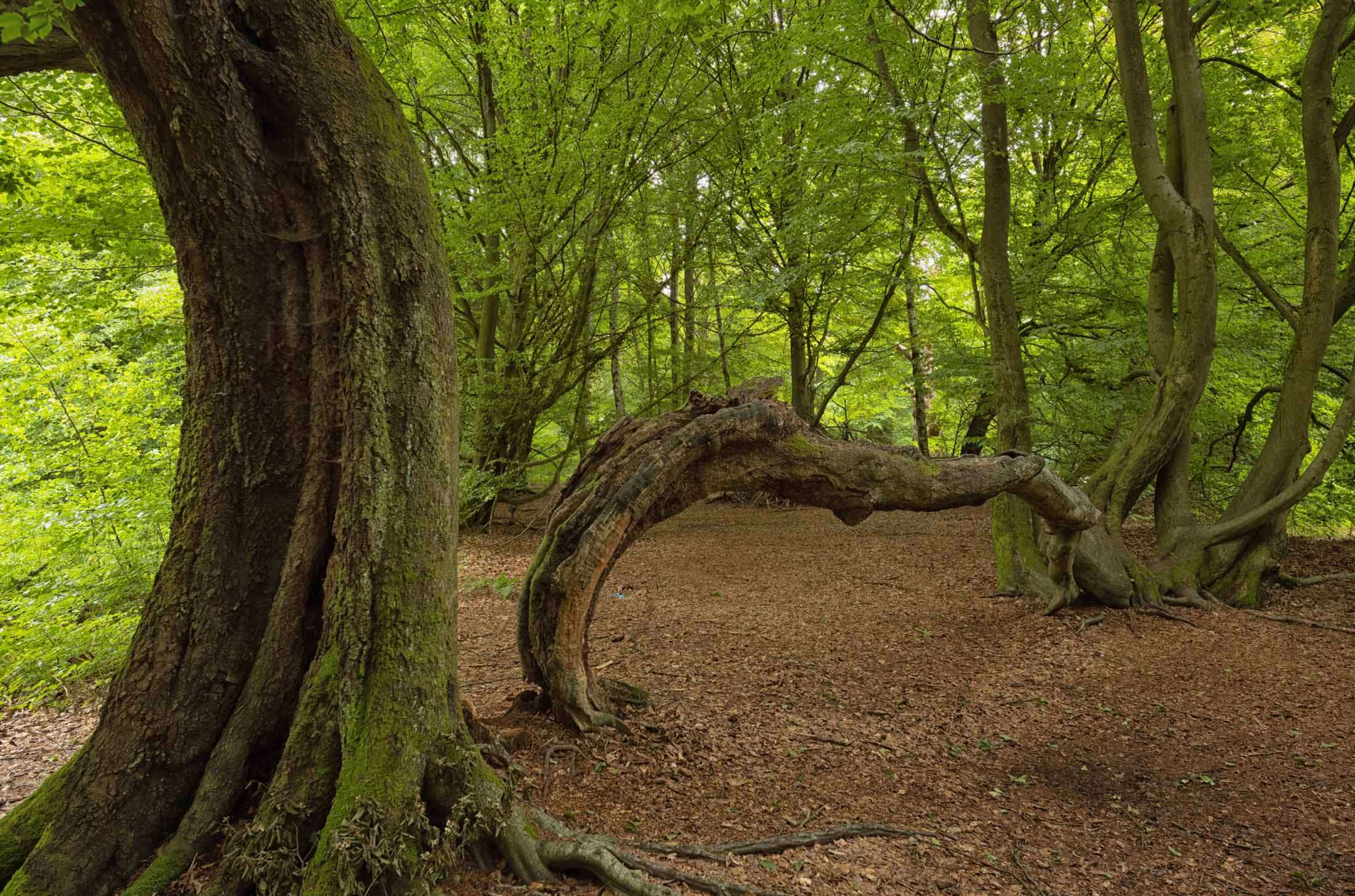 UNESCO-Buchenwälder Deutschlands