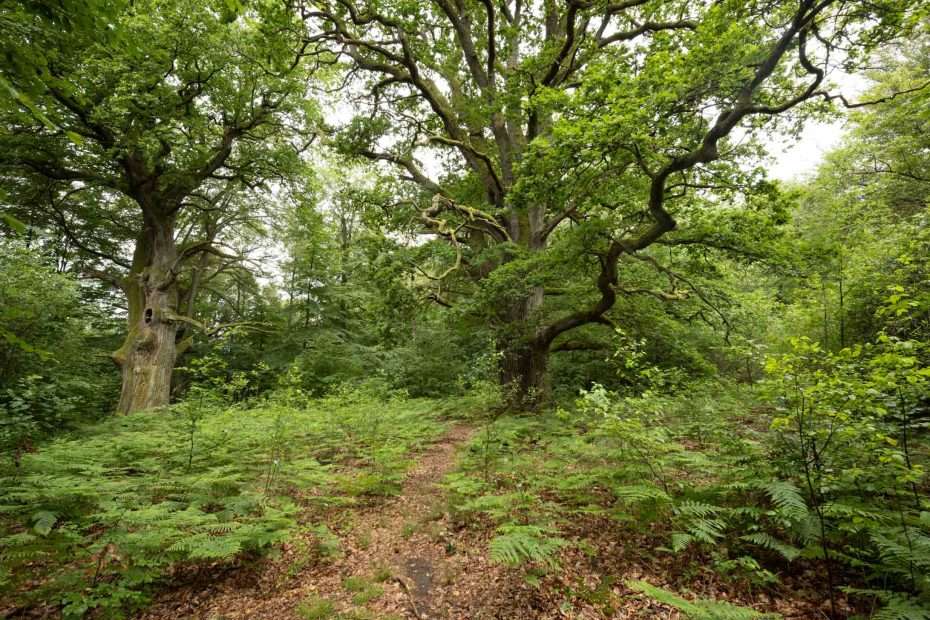 Urwald Sababurg in Hessen Reinhardswald