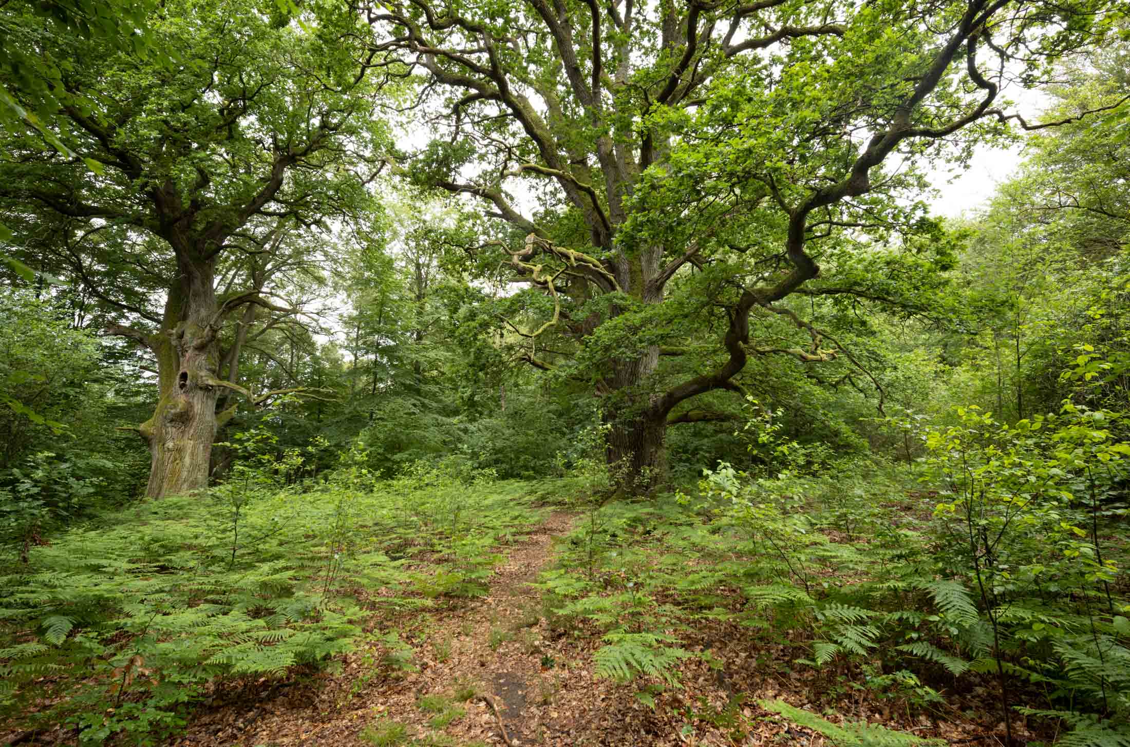 Urwald Sababurg