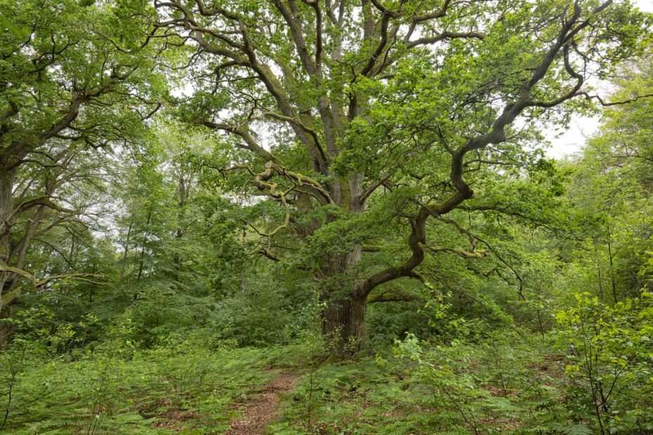 Nationalpark Müritz