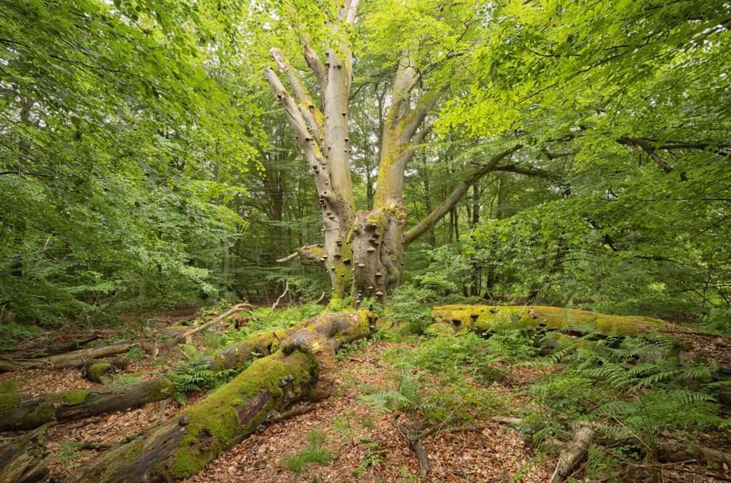 Nationalpark Müritz